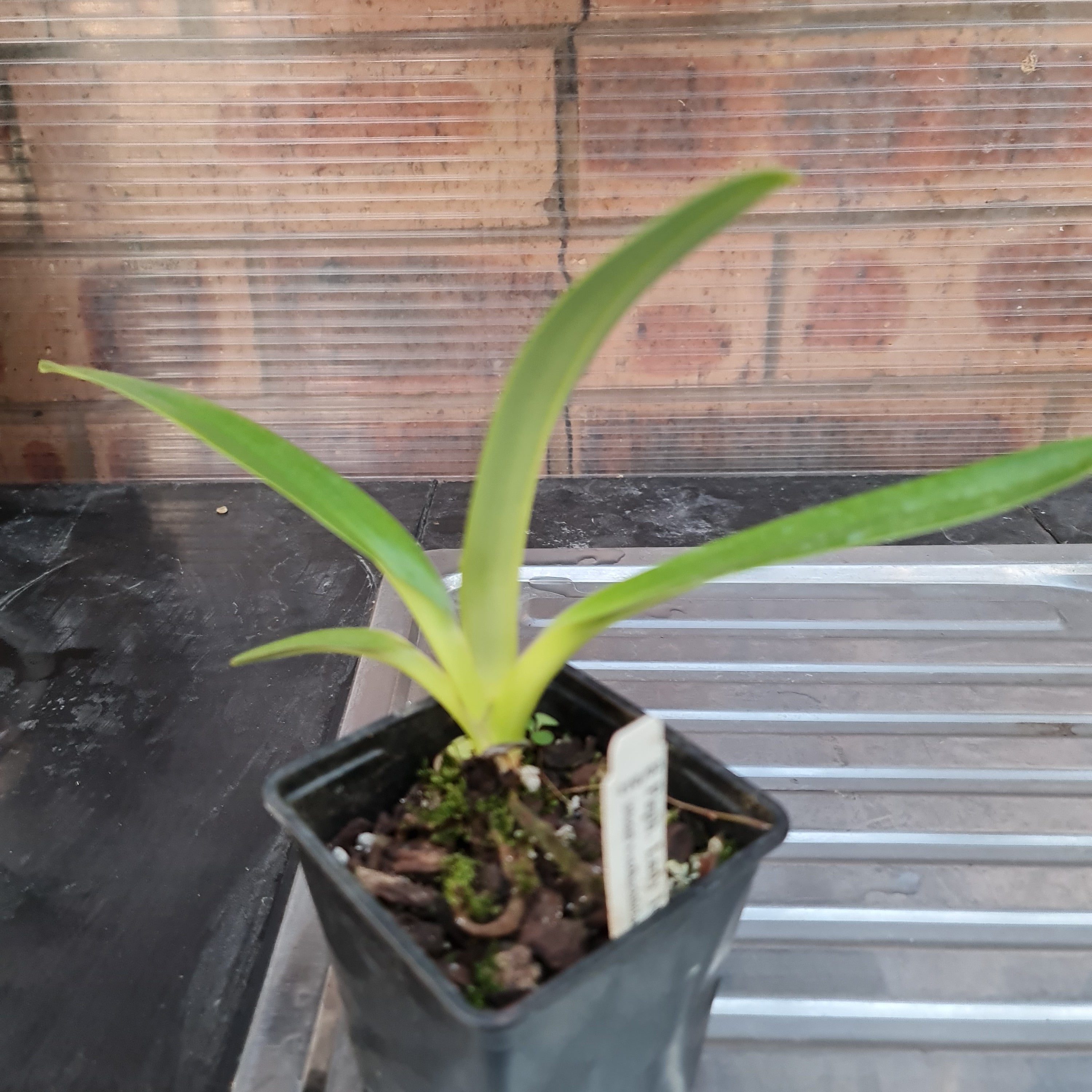 Paphiopedilum Lady Isabel (Multifloral Paph.)