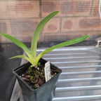Paphiopedilum Lady Isabel (Multifloral Paph.)