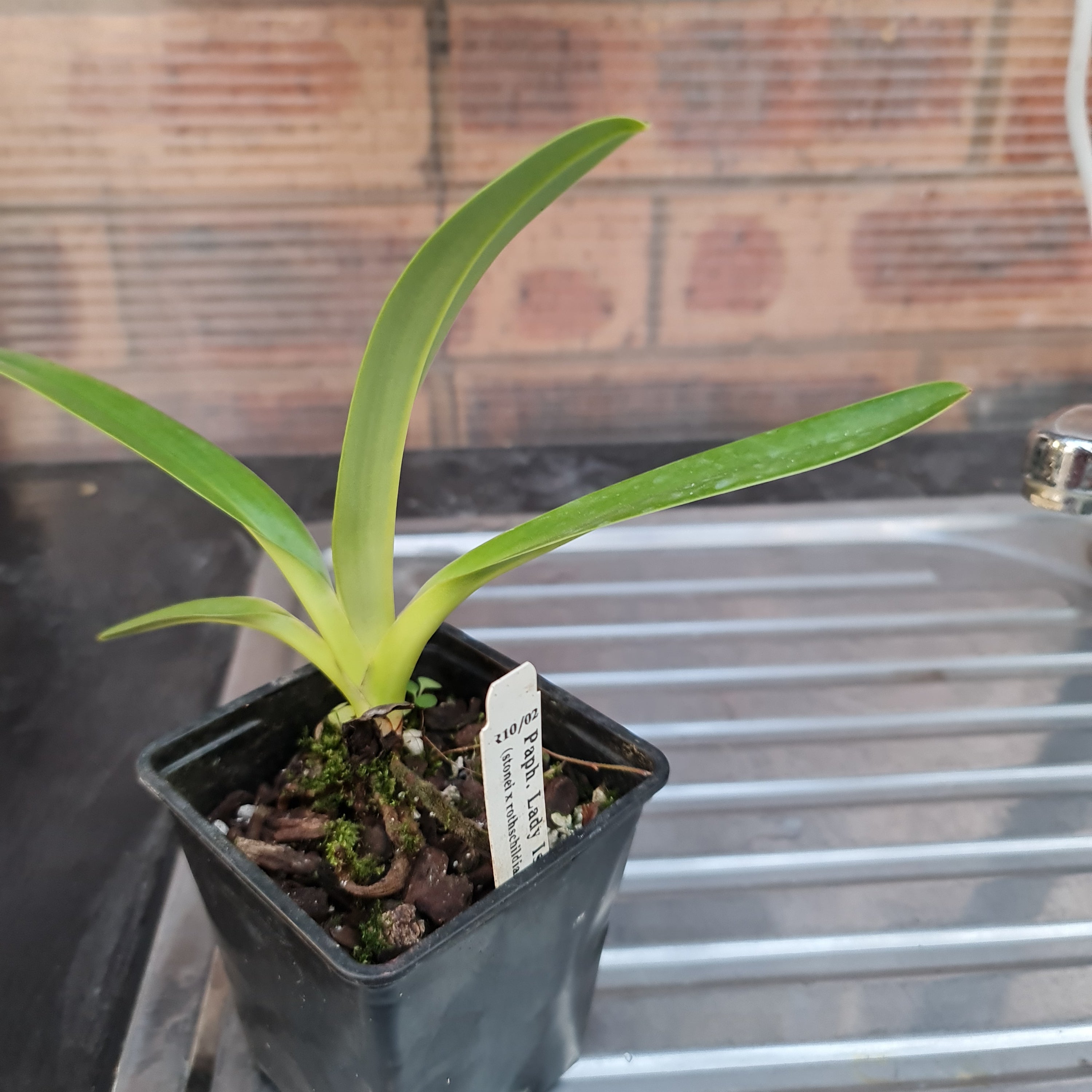 Paphiopedilum Lady Isabel (Multifloral Paph.)
