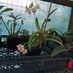 Sarcochilus