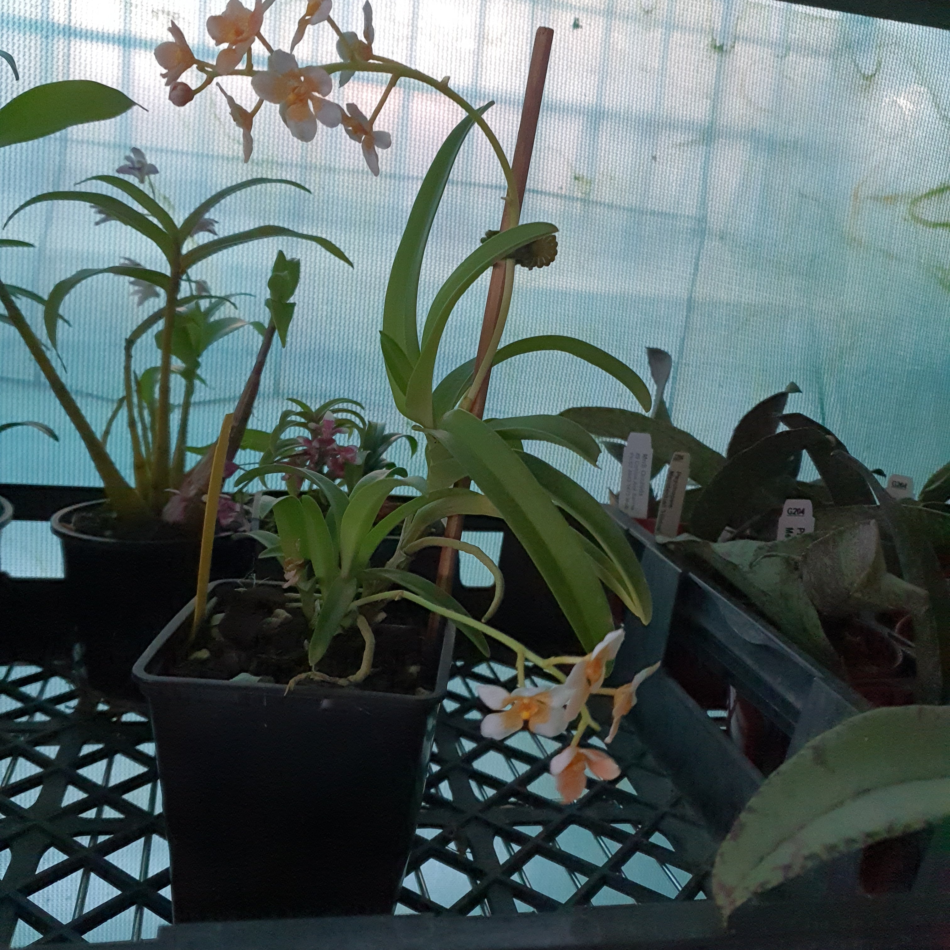 Sarcochilus Main image