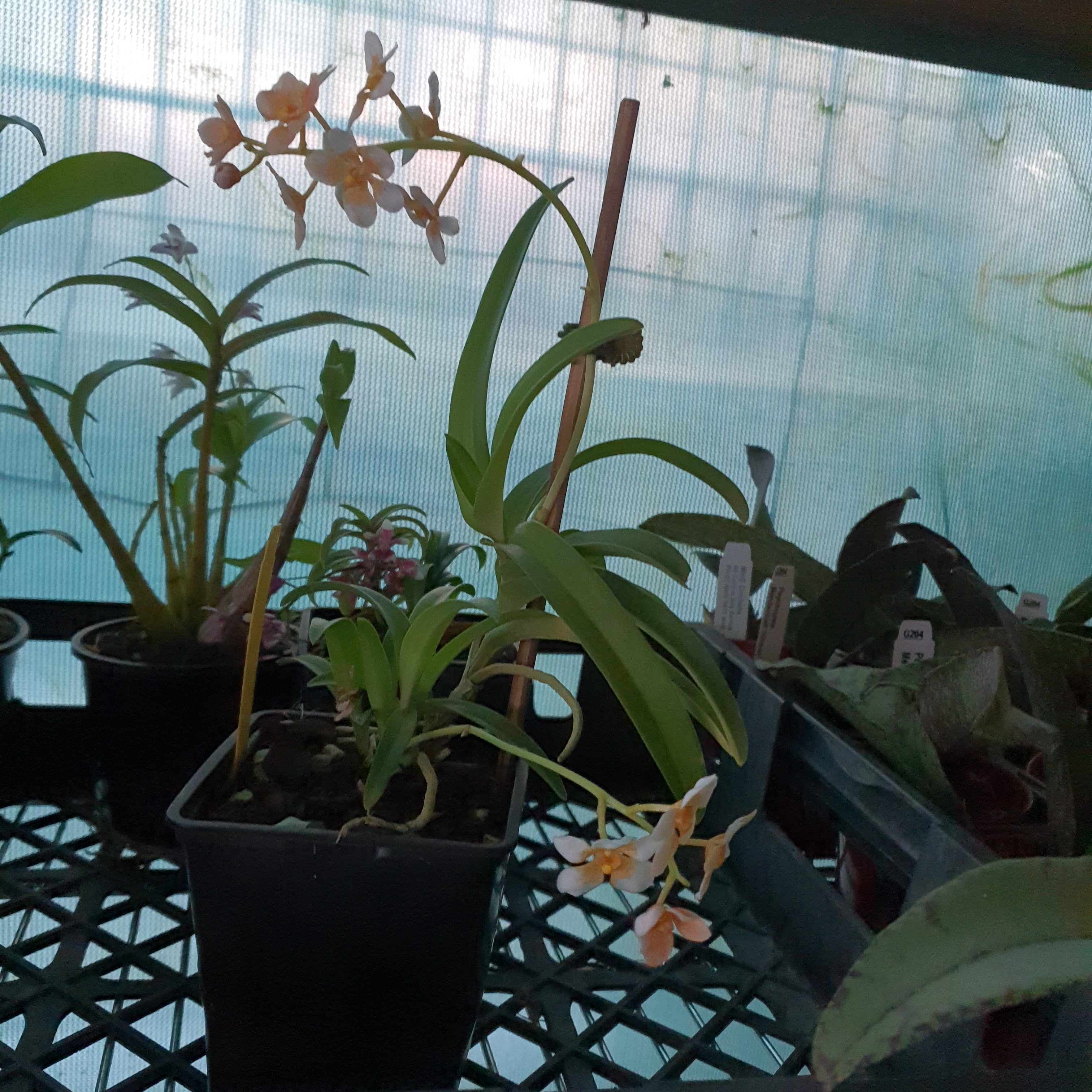 Sarcochilus Secondary image