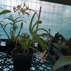 Sarcochilus