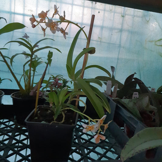 Sarcochilus