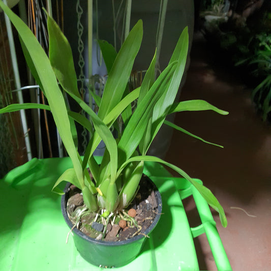 Anacheilium fragrans (Encyclia Fragrans) In Flower  Sheath