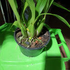 Anacheilium fragrans (Encyclia Fragrans) In Flower  Sheath