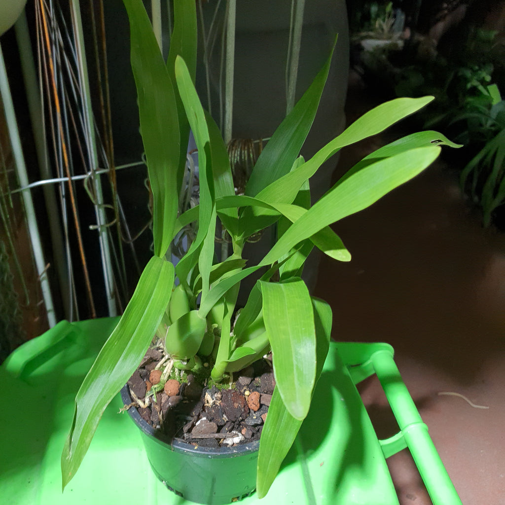 Anacheilium fragrans (Encyclia Fragrans) In Flower  Sheath