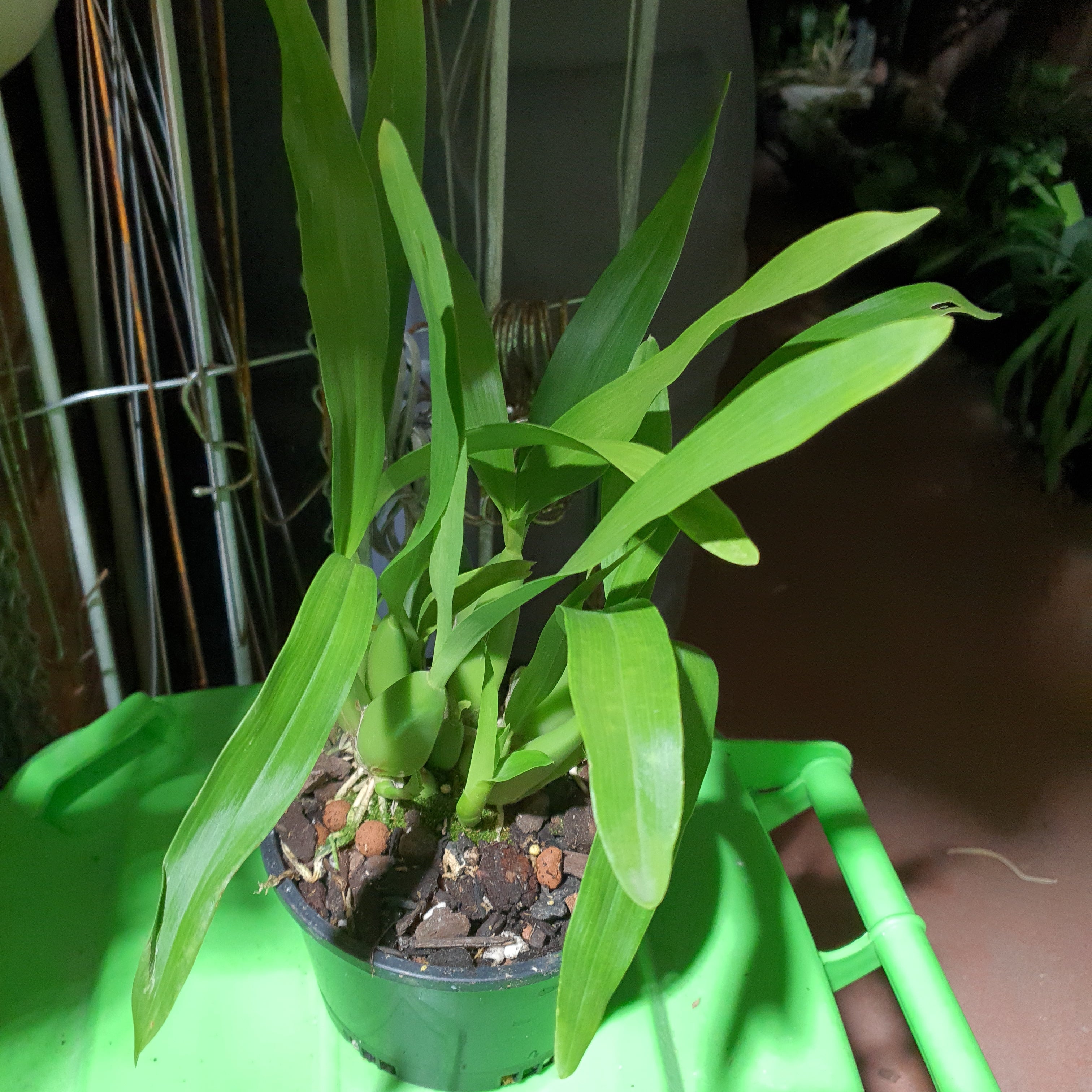 Anacheilium fragrans (Encyclia Fragrans) In Flower  Sheath
