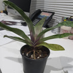Paphiopedilum Hung Sheng Glow X Hung Sheng Bay