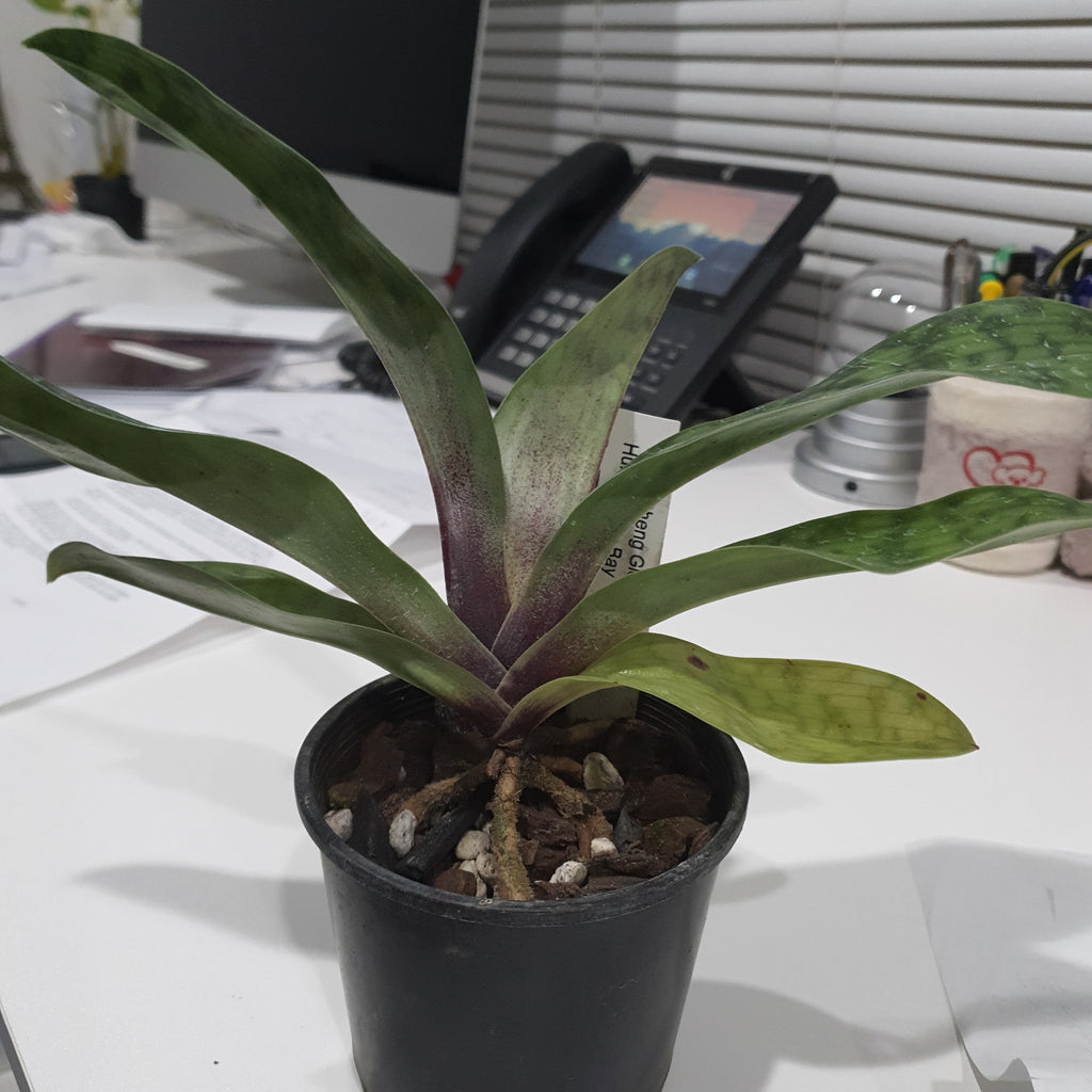 Paphiopedilum Hung Sheng Glow X Hung Sheng Bay