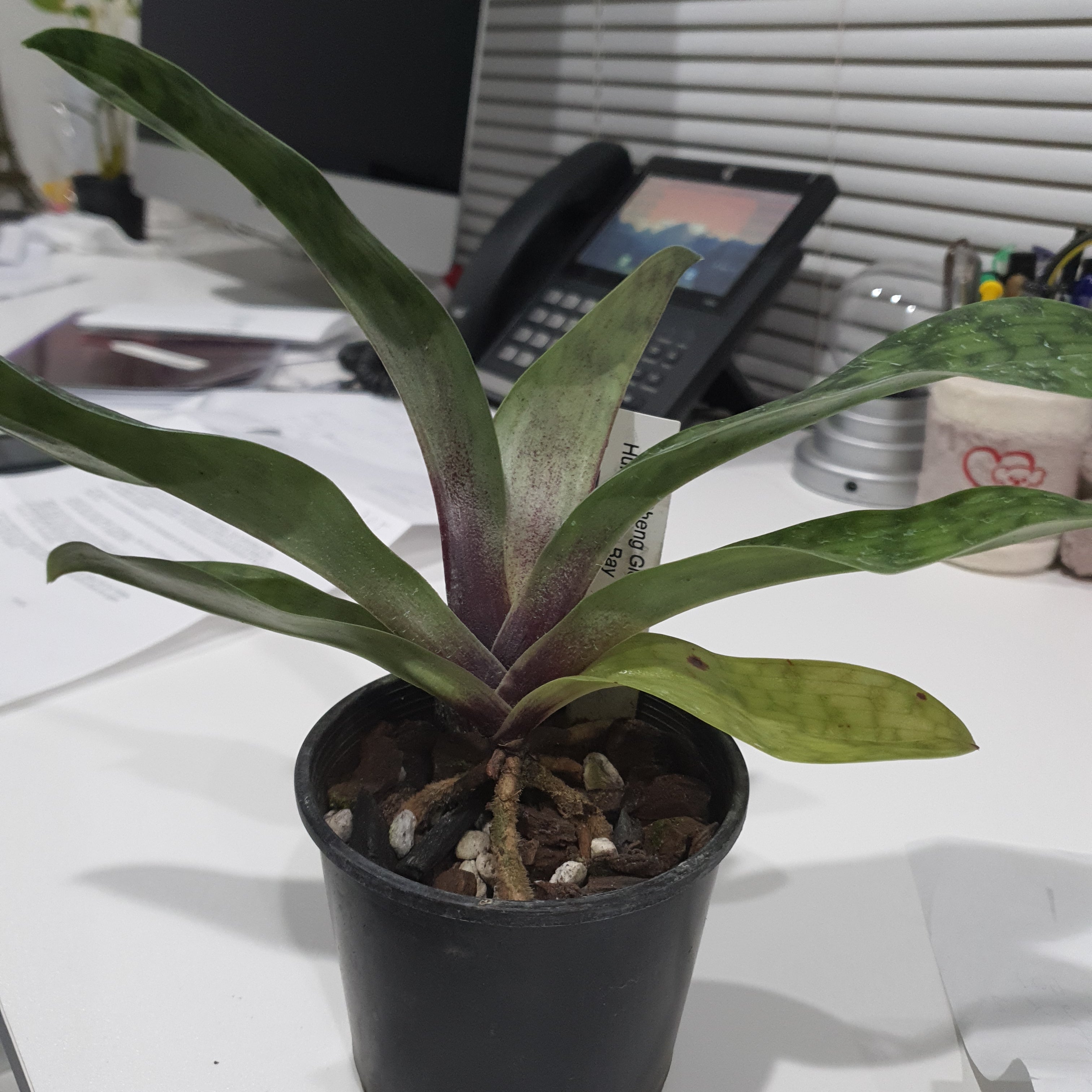 Paphiopedilum Hung Sheng Glow X Hung Sheng Bay