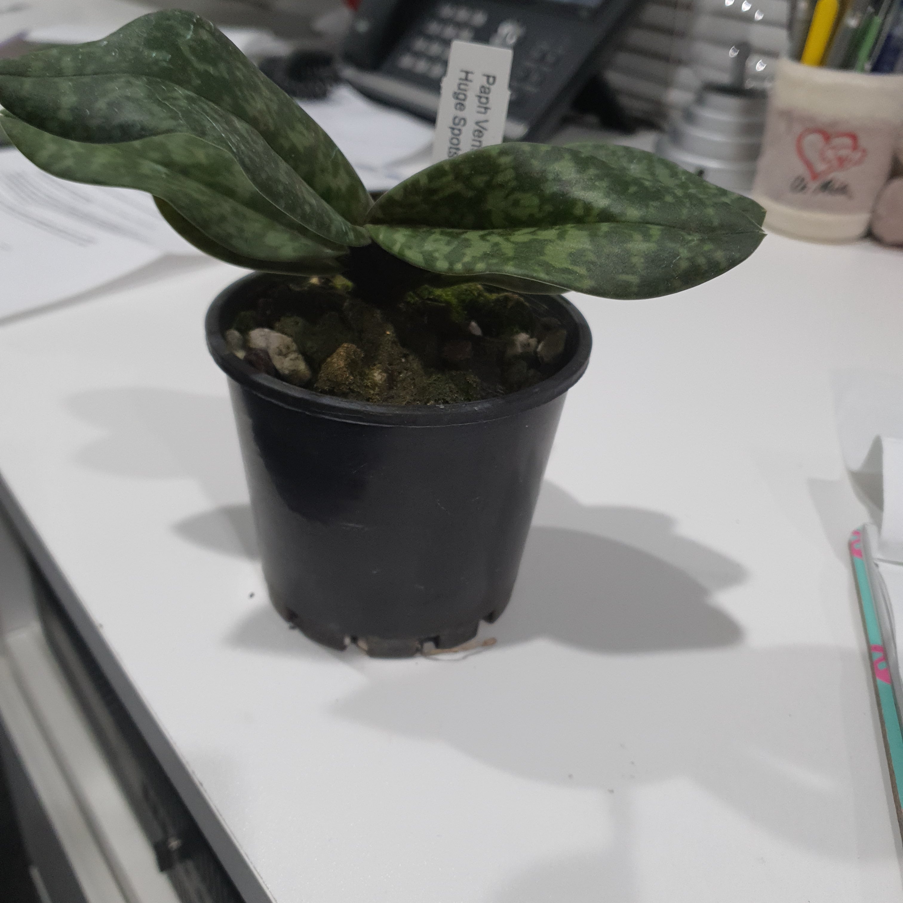 Paph. Venustum X  Sib Huge Spots X Fox Catcher Junior