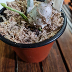 (In Spikes Now) Catasetum Portagee Star 'BLS' HCC/AOS X Ctsm. Chuck Taylor 'SVO'