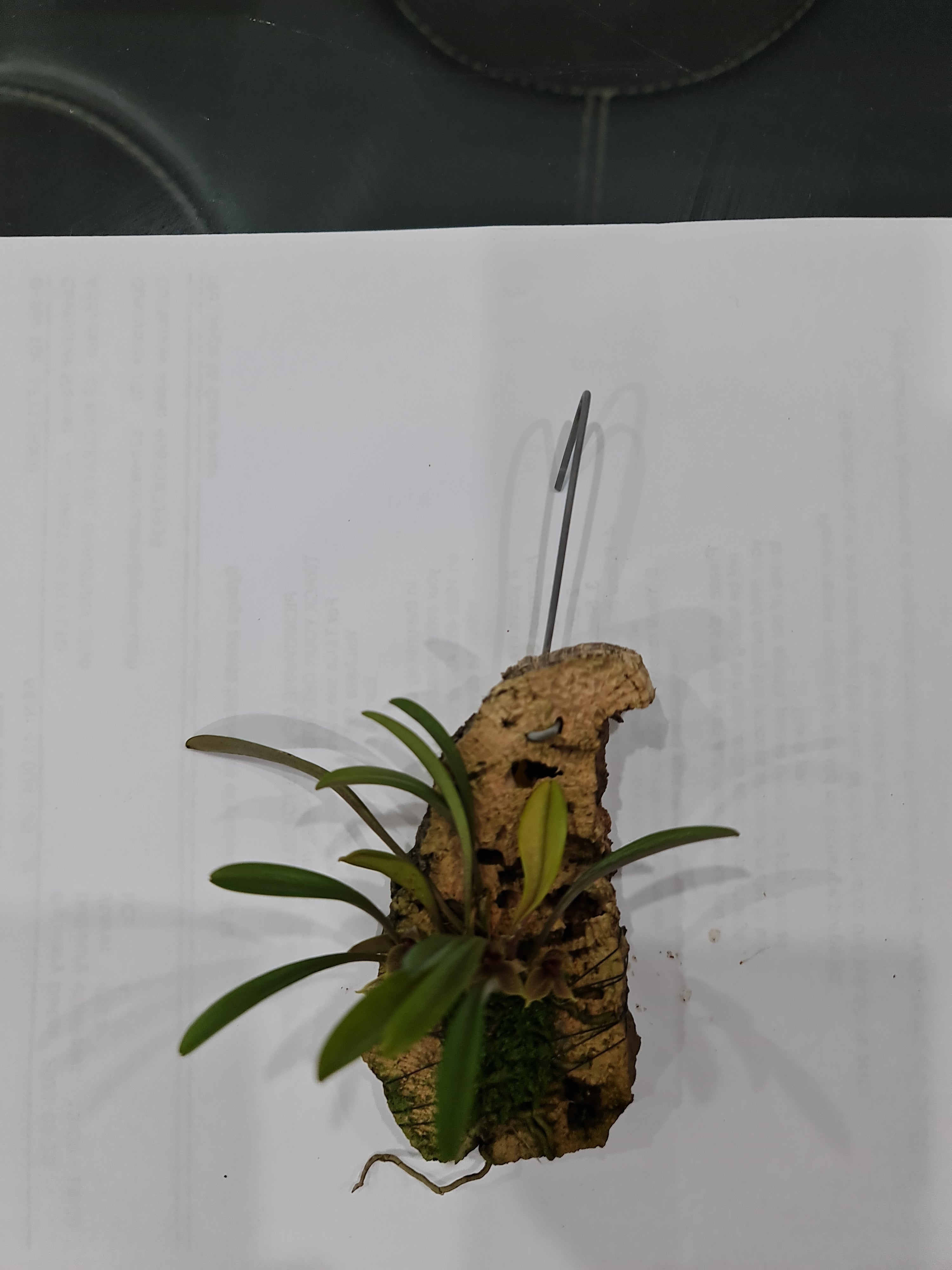 Dryadella Simula Species From Peru Secondary image