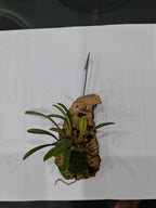 Dryadella Simula Species From Peru