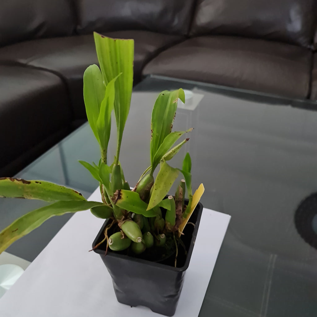 Coelogyne Mooreana 'Wild One' (Fragrant Species From Vietnam)