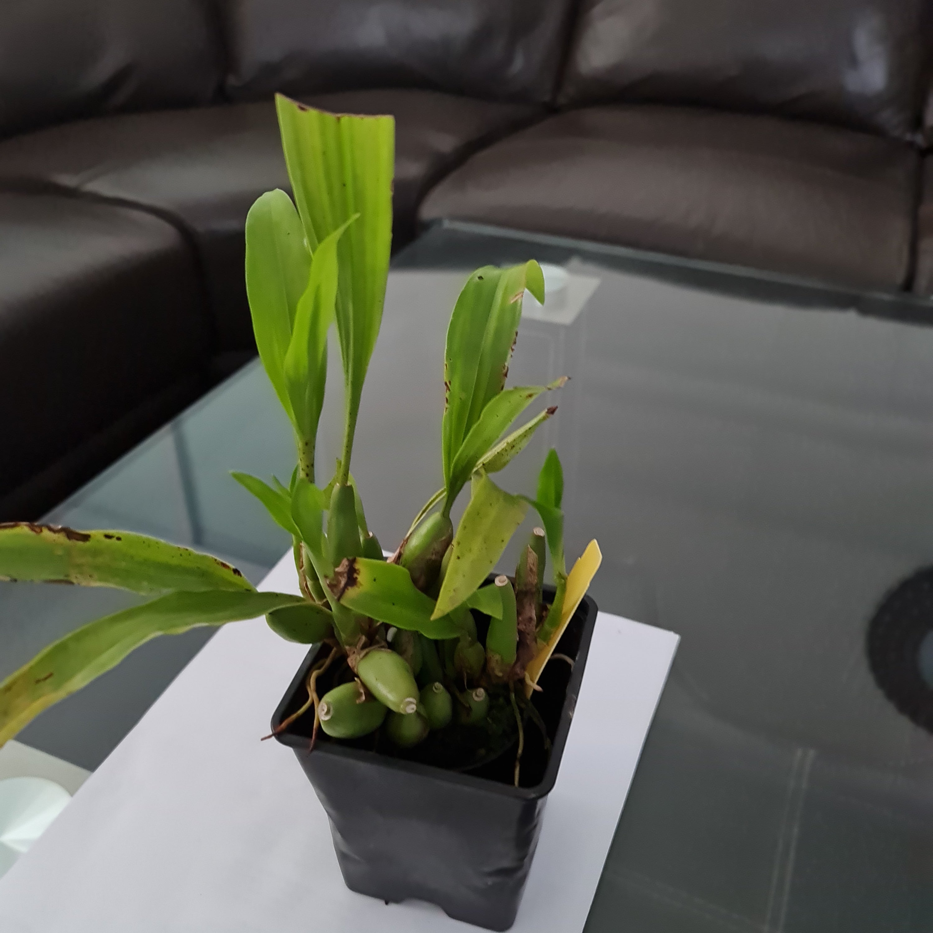 Coelogyne Mooreana 'Wild One' (Fragrant Species From Vietnam)