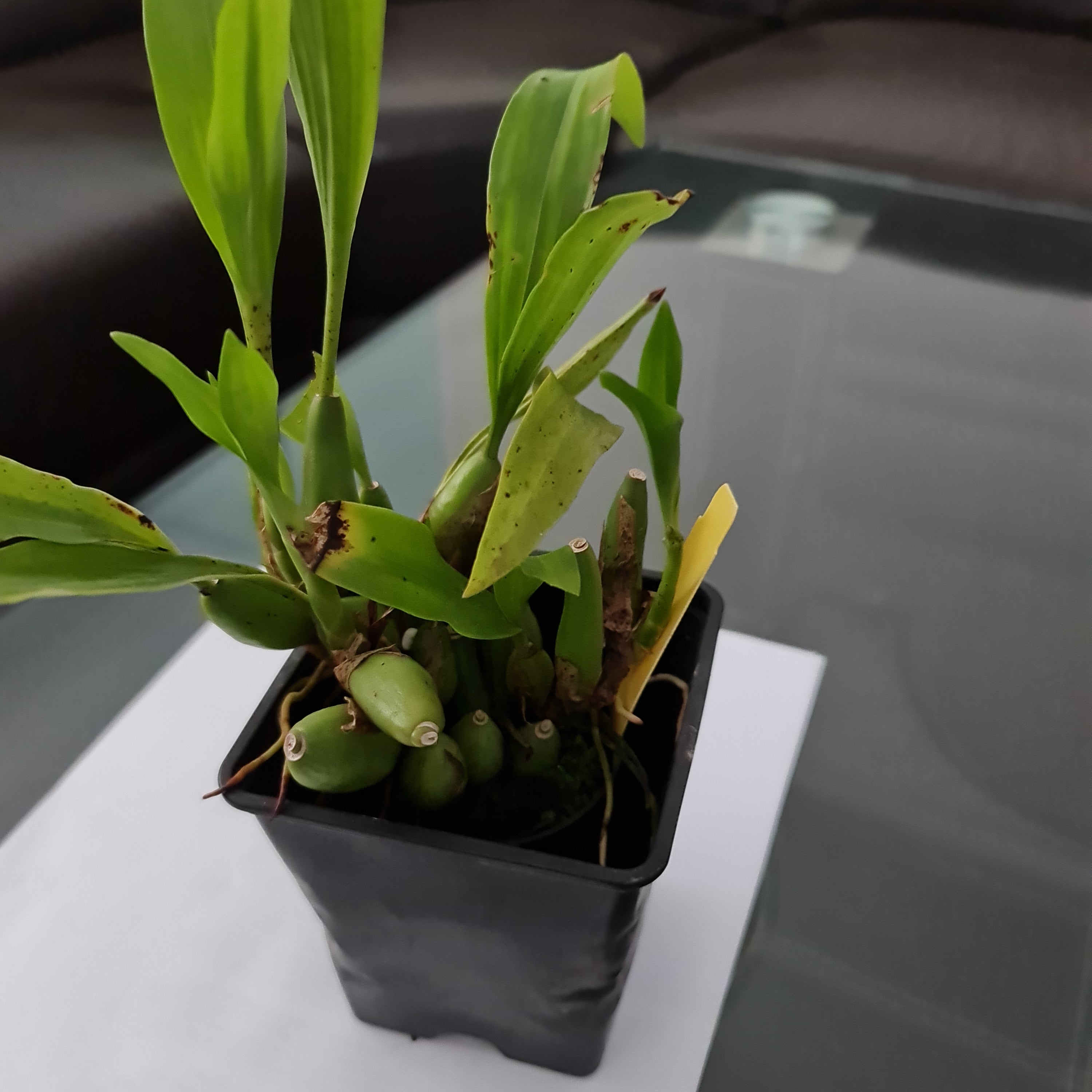 Coelogyne Mooreana 'Wild One' (Fragrant Species From Vietnam)