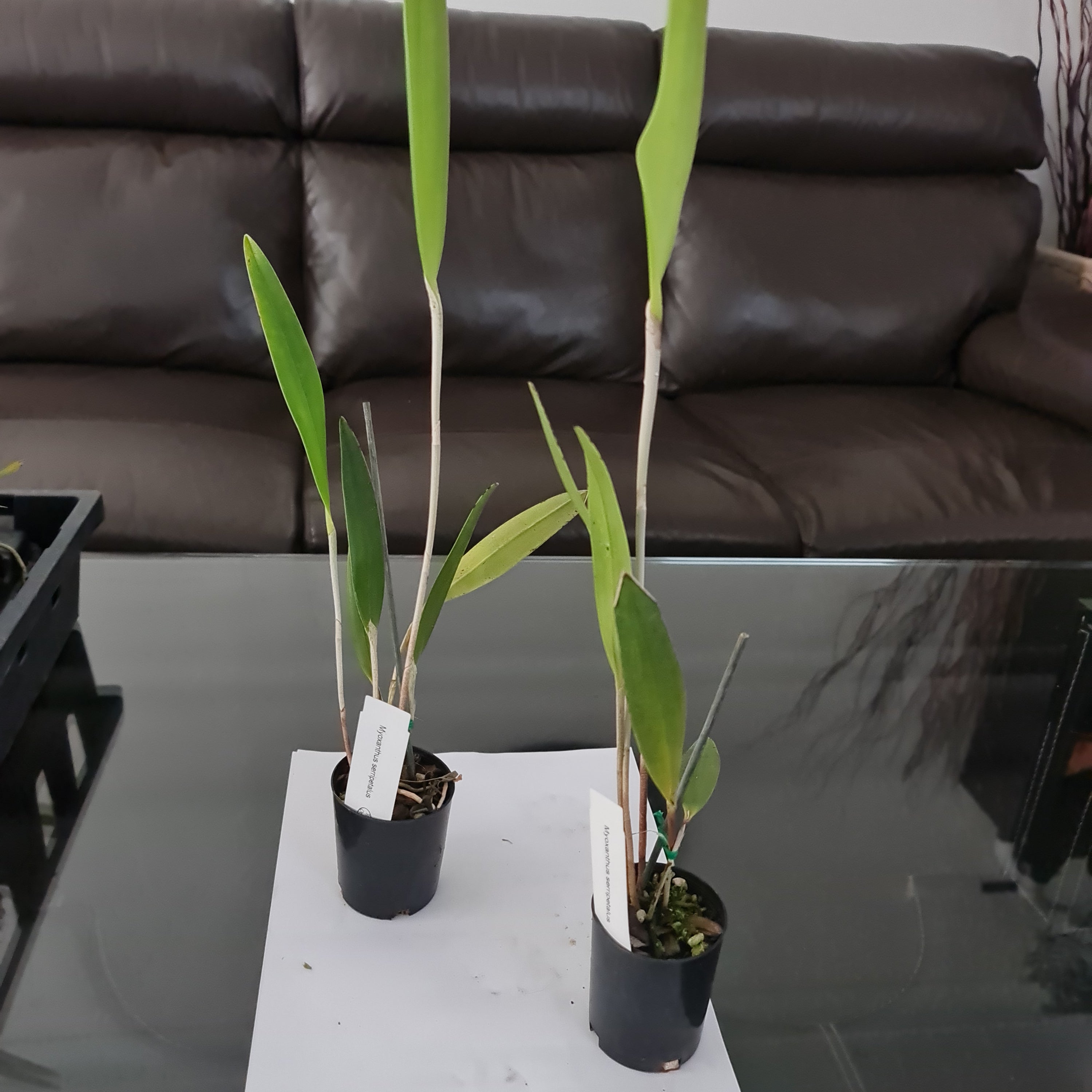 Myoxanthus serripetalus (Unusal Orchid Species From Ecuador) Secondary image