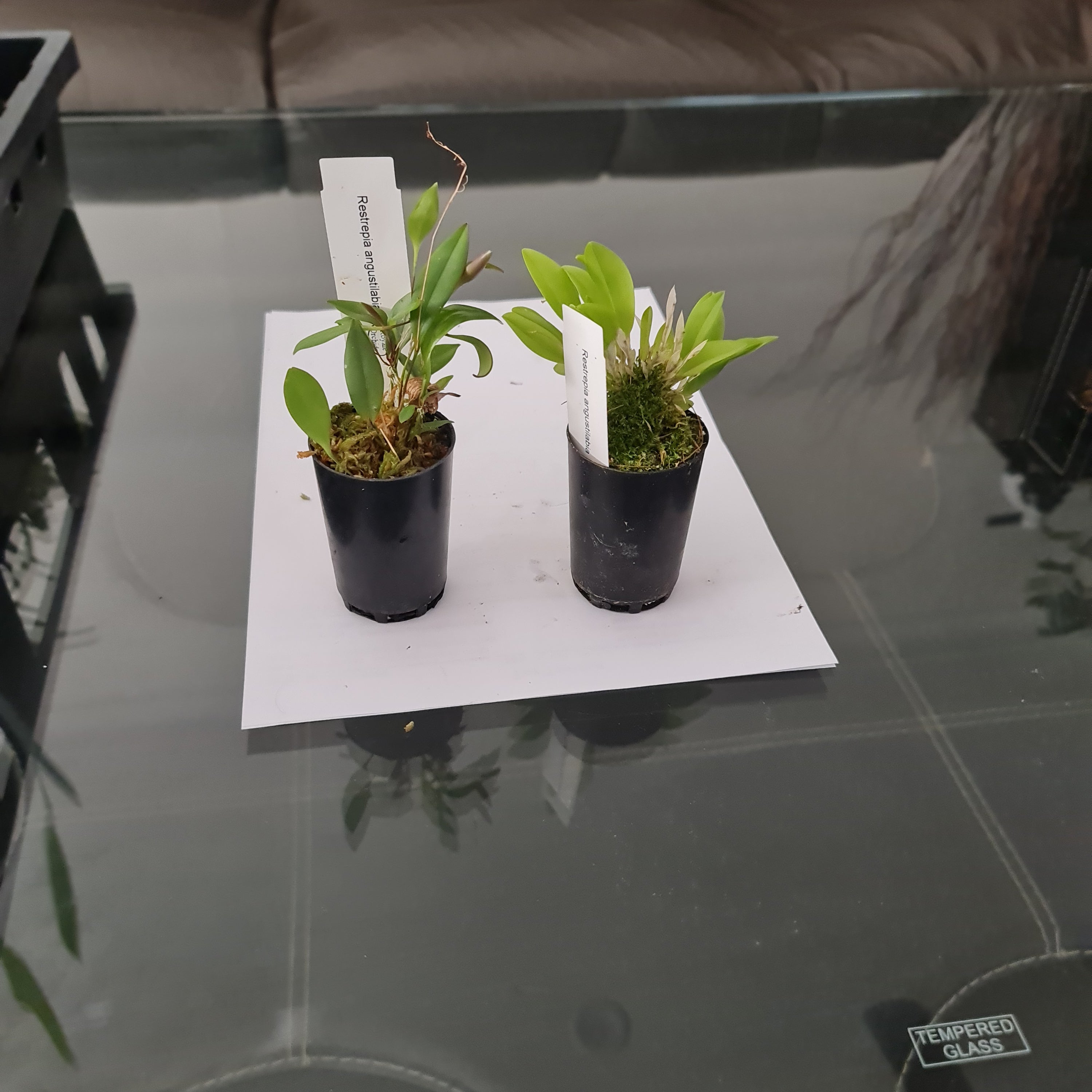 Restrepia Angustilabia (Species From Peru) Secondary image