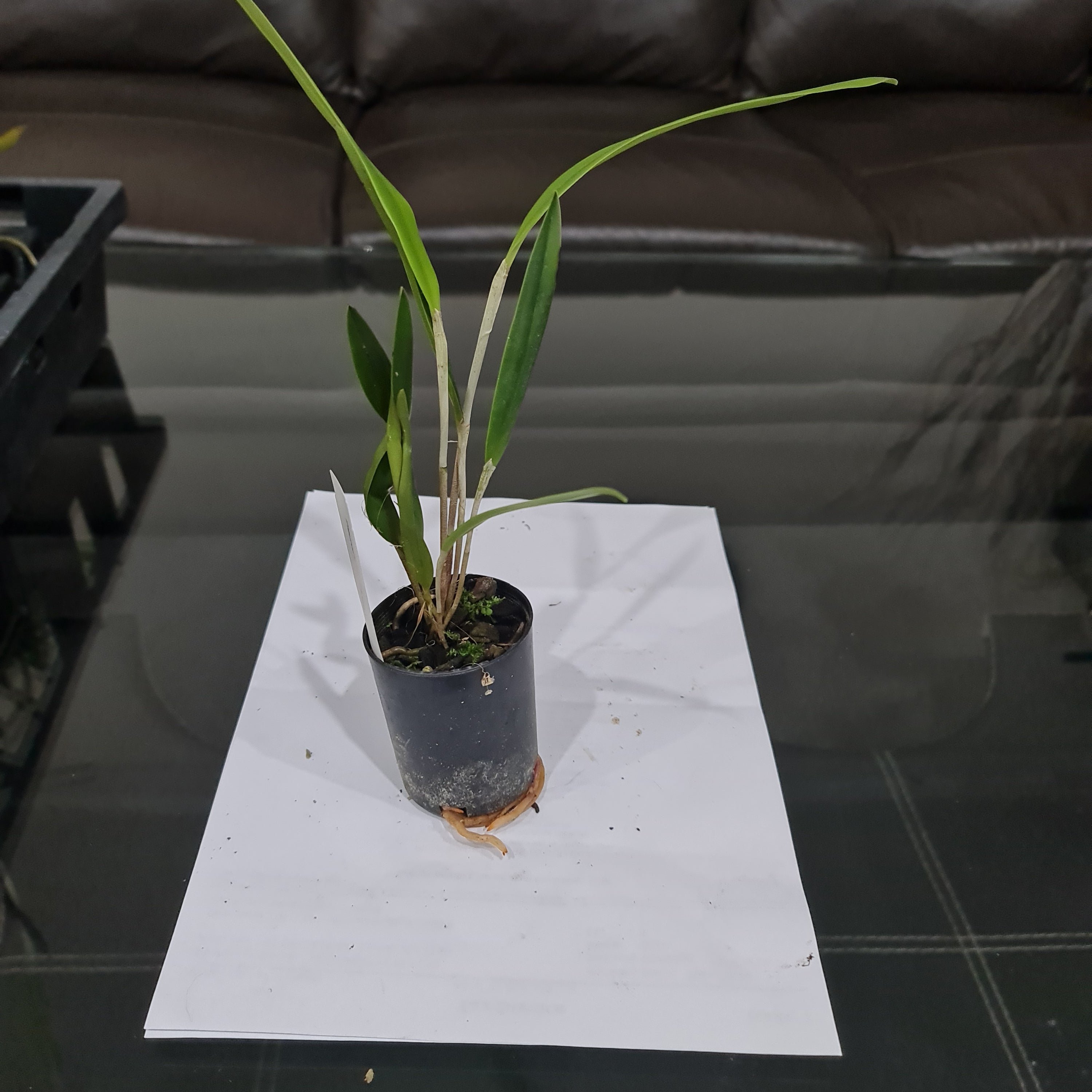 Pleurothallis Viduata (Species From Ecuador) Secondary image