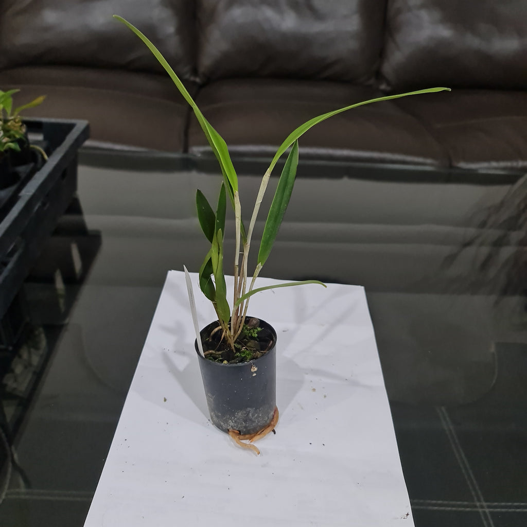 Pleurothallis Viduata (Species From Ecuador)