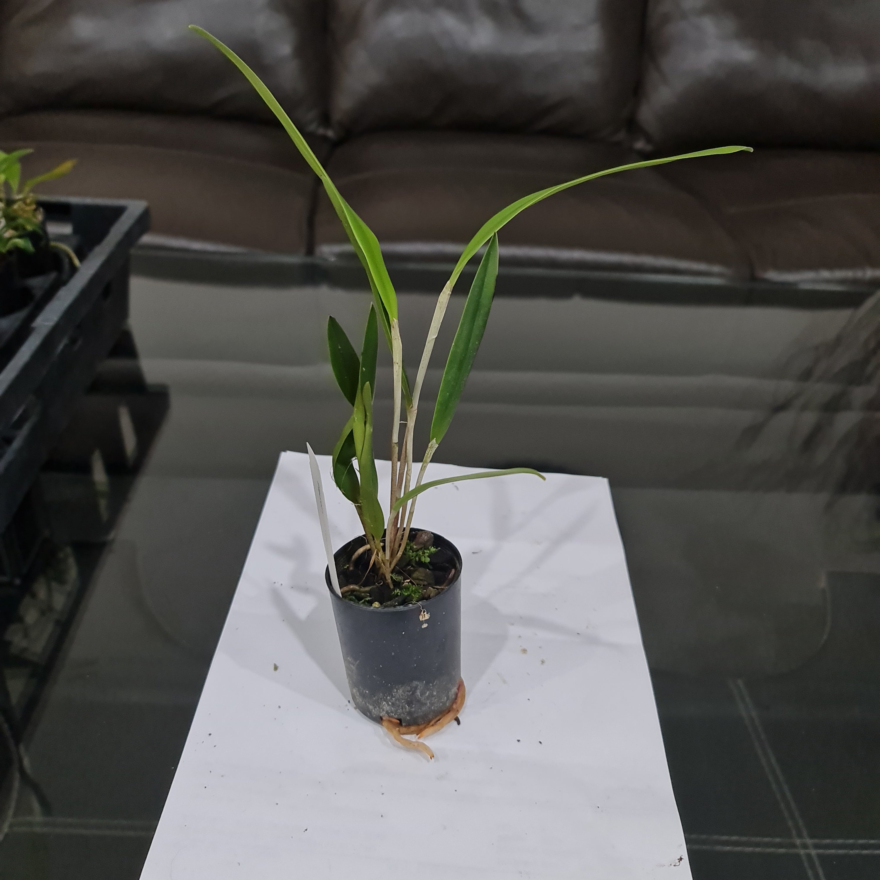 Pleurothallis Viduata (Species From Ecuador)