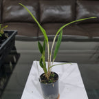 Pleurothallis Viduata (Species From Ecuador)