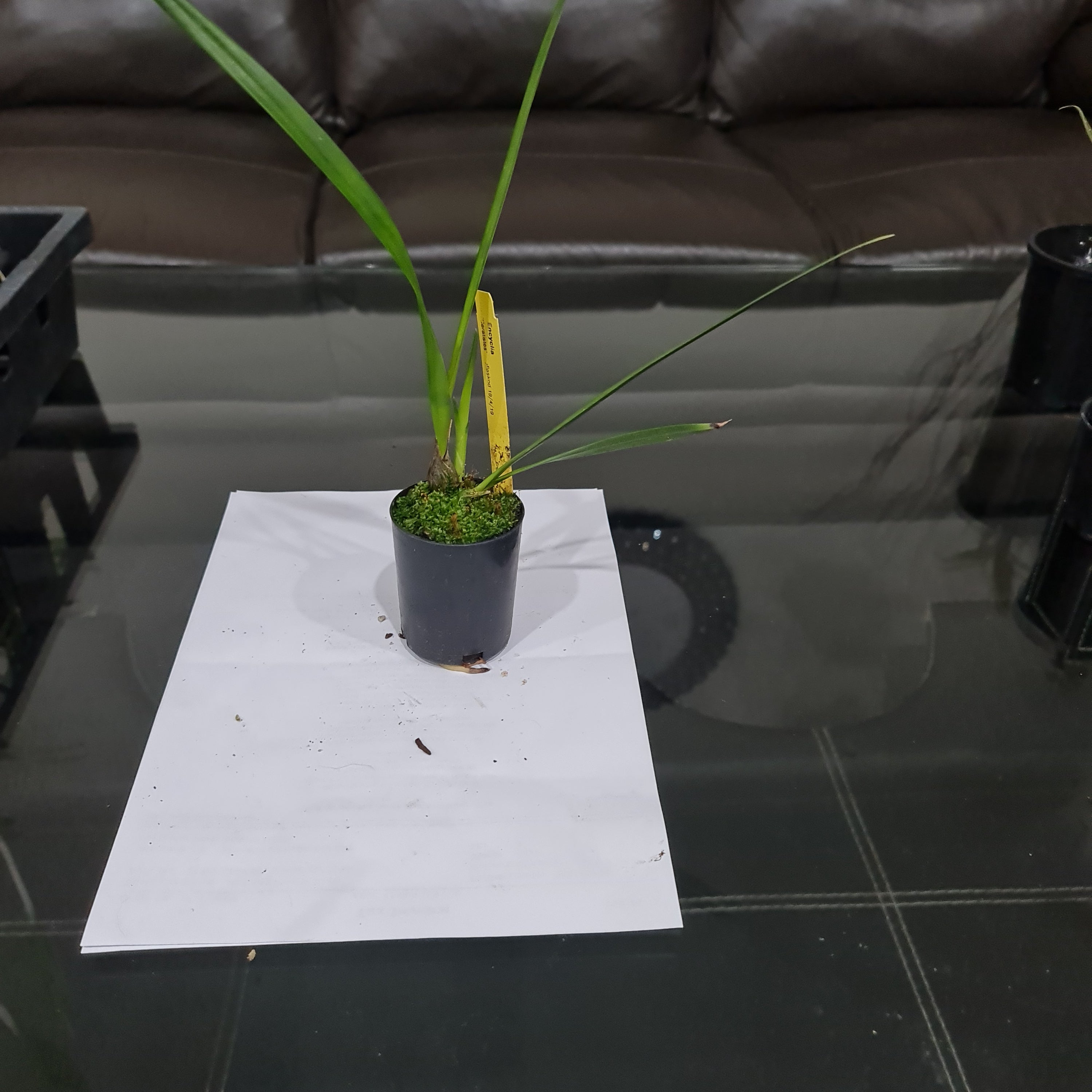 Encyclia Ceratistes (Fragrant Species From Brazil) Secondary image