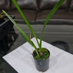 Encyclia Ceratistes (Fragrant Species From Brazil)