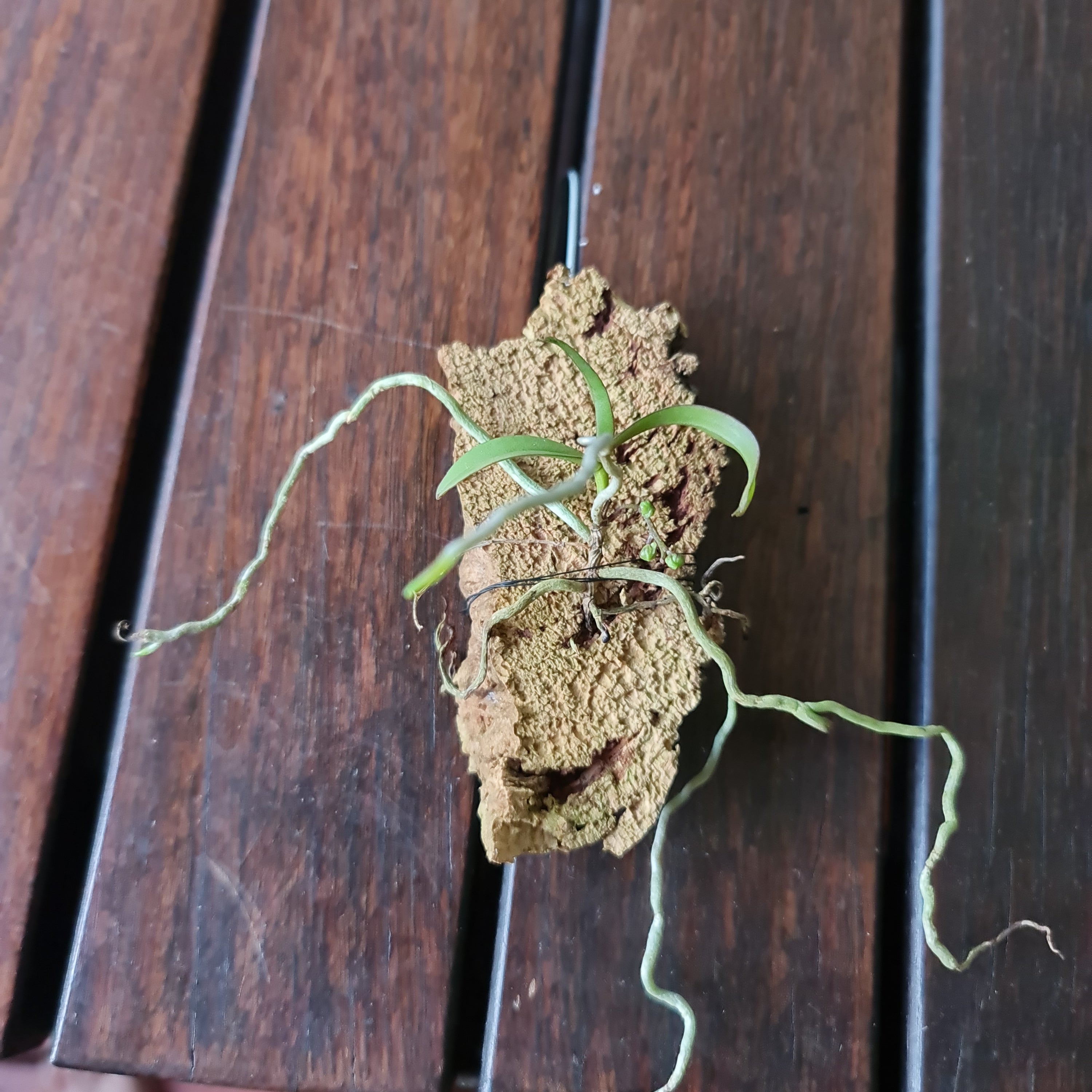 (Having Flower Buds) Plectarhiza Tridentata (Fragrant Species) Secondary image