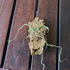 (Having Flower Buds) Plectarhiza Tridentata (Fragrant Species)