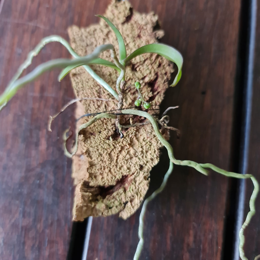 (Having Flower Buds) Plectarhiza Tridentata (Fragrant Species)