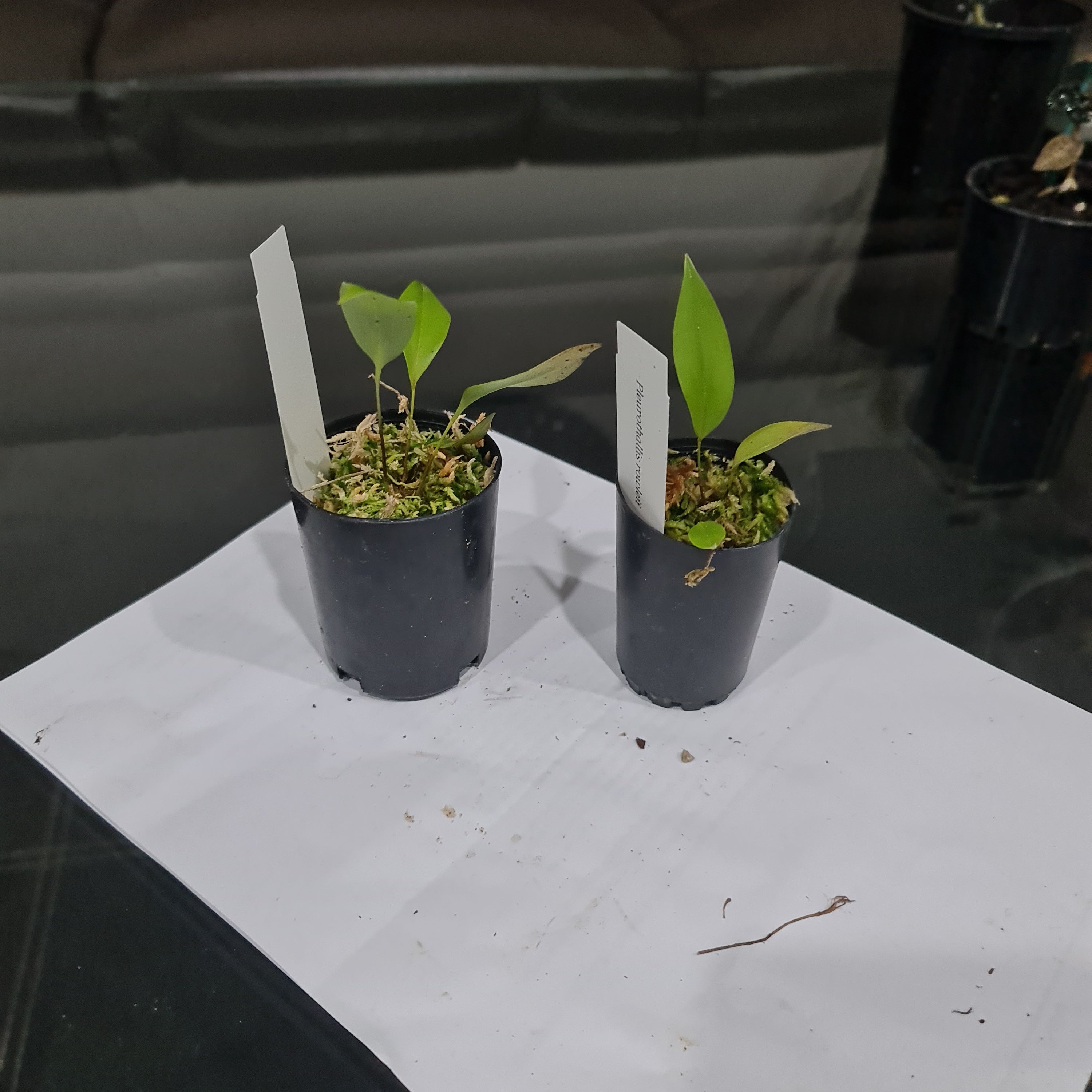 Pleurothallis Rowlee (Species From Panama) Secondary image