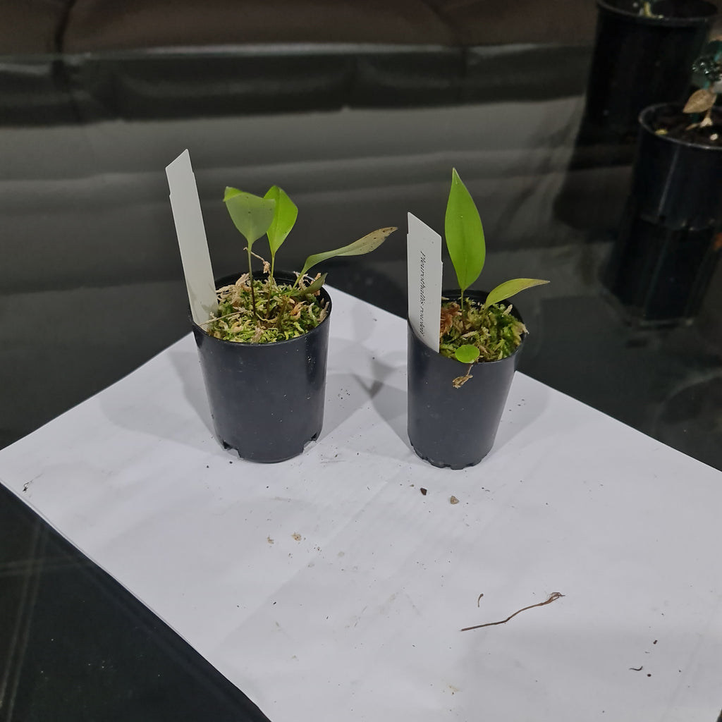 Pleurothallis Rowlee (Species From Panama)