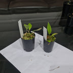 Pleurothallis Rowlee (Species From Panama)