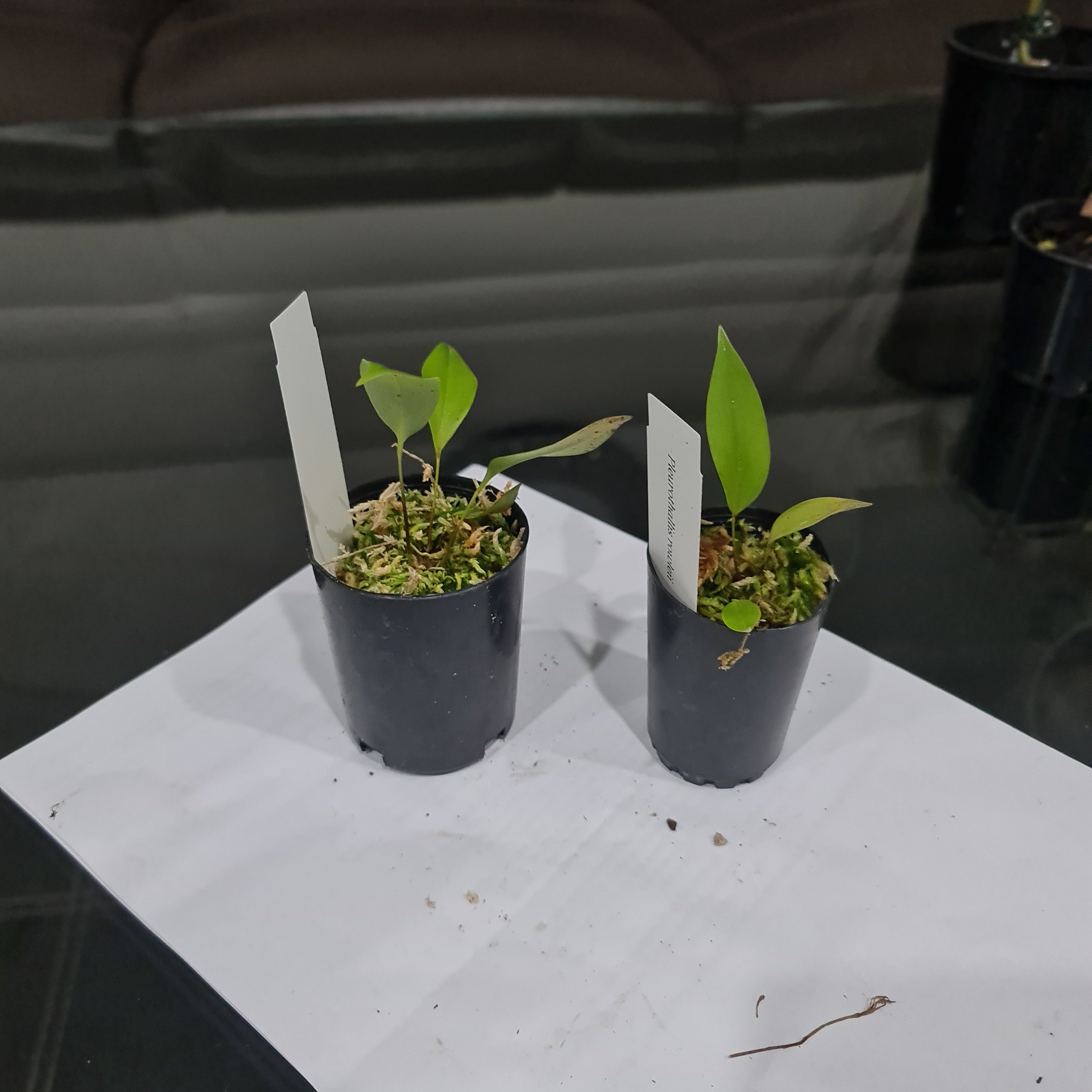 Pleurothallis Rowlee (Species From Panama)