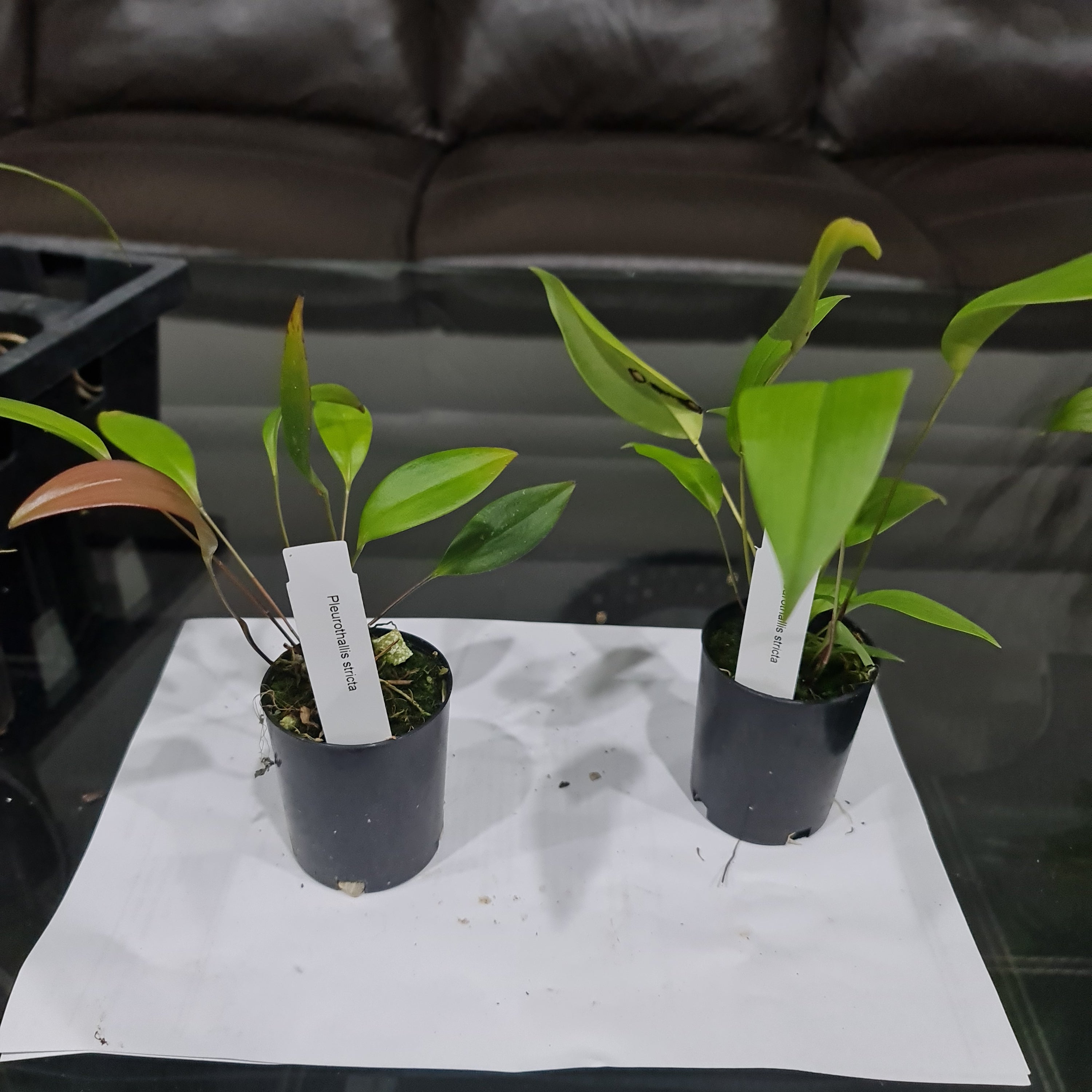 Pleurothallis Stricta (Species From Ecuador) Secondary image