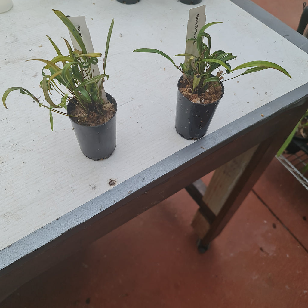 Pleurothallis Allenis (Species From Panama)