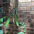 Cattleya Yingluck Smile X C. Nakornchaisri No 2 (Fragrant)