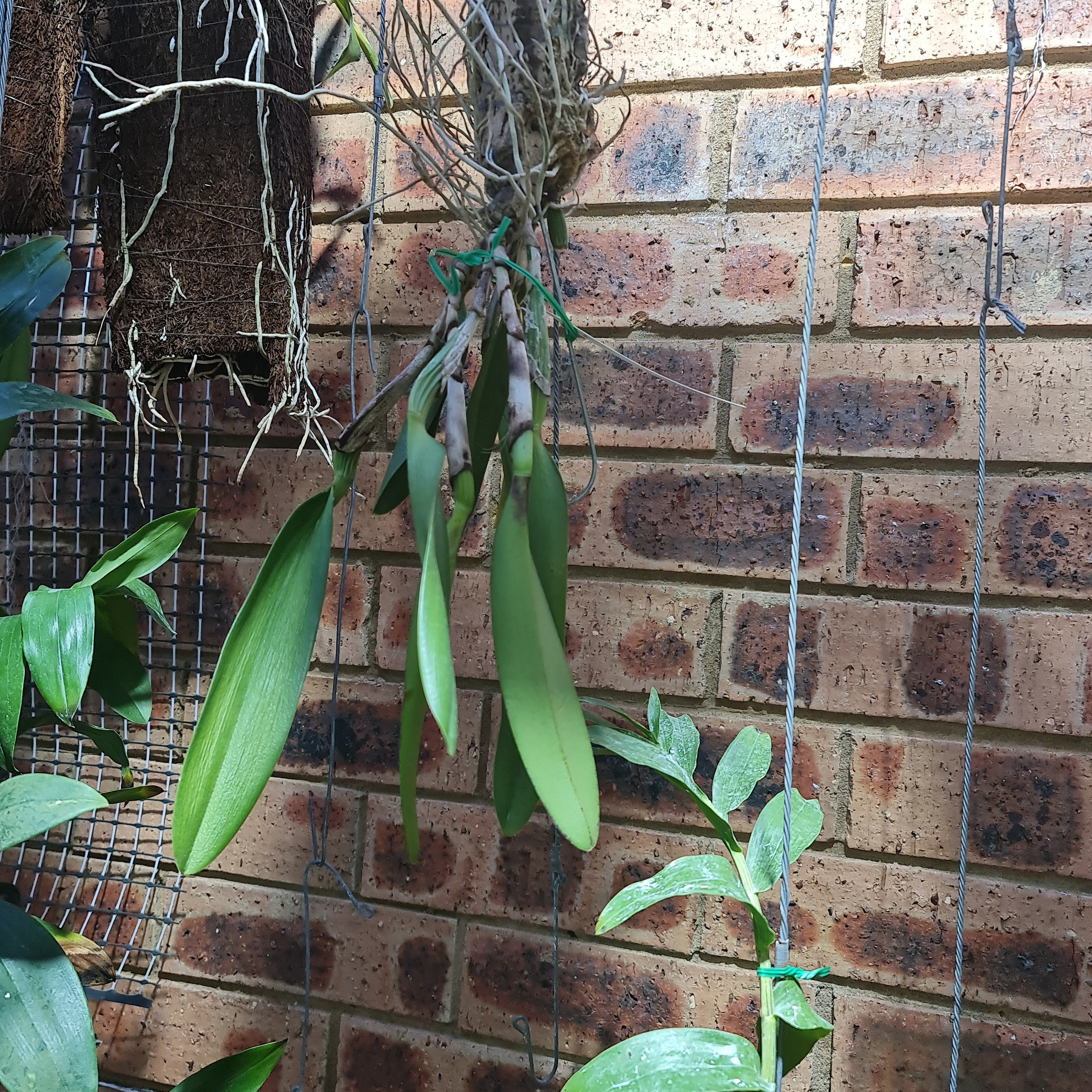 Cattleya Yingluck Smile X C. Nakornchaisri No 2 (Fragrant)