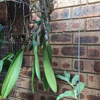 Cattleya Yingluck Smile X C. Nakornchaisri No 2 (Fragrant)