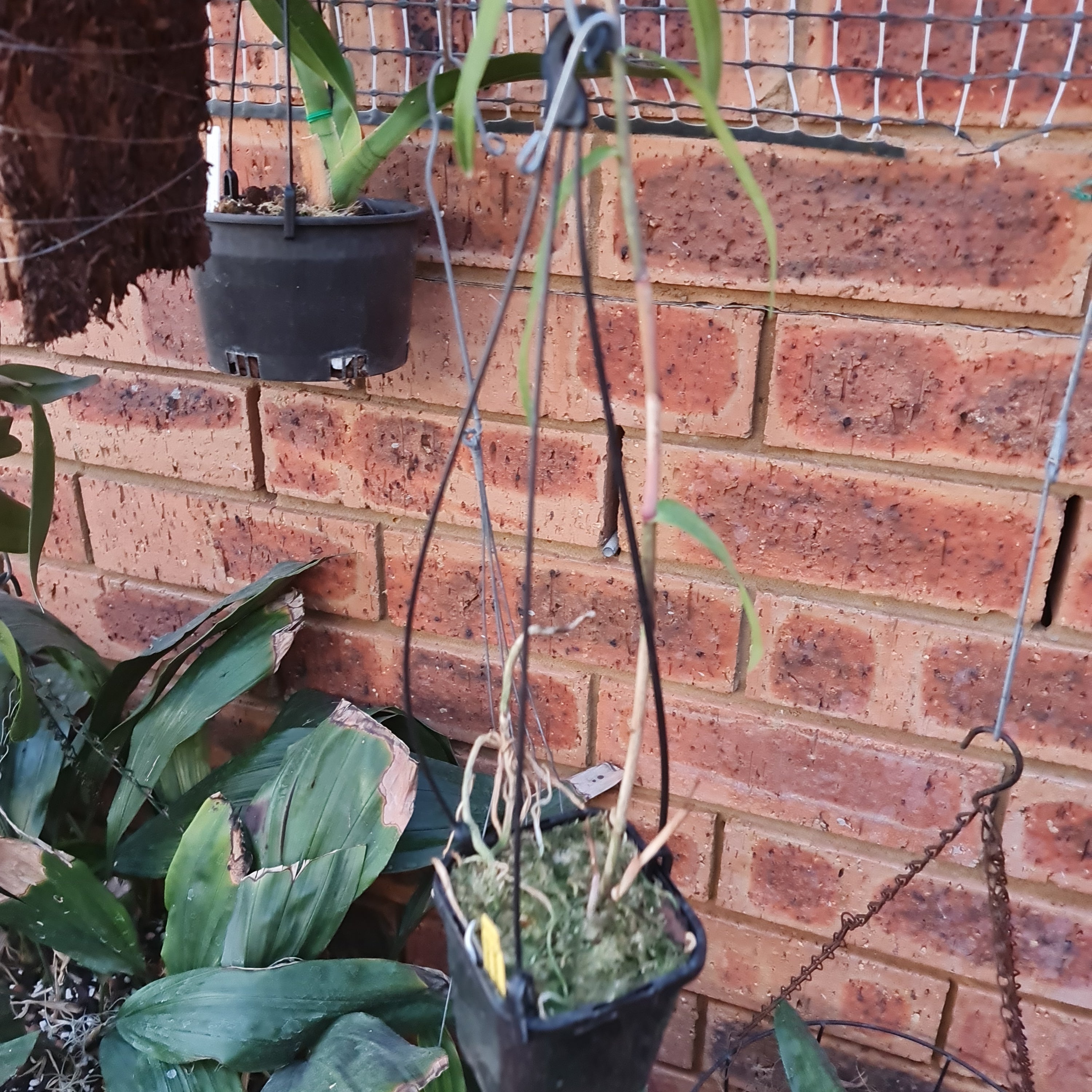 Epidendrum - Oerstedella Schweinfurthiana Secondary image