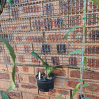Epidendrum - Oerstedella Schweinfurthiana