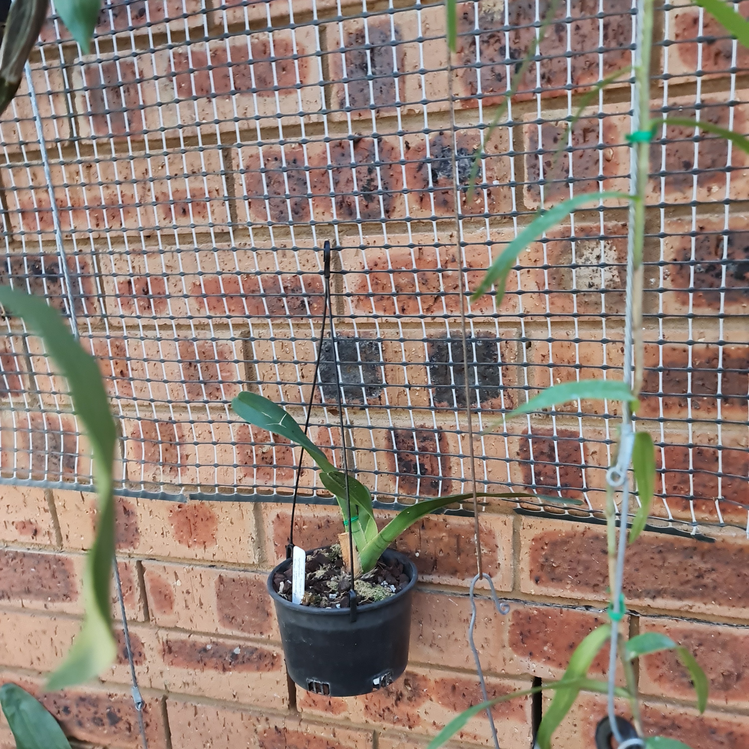 Epidendrum - Oerstedella Schweinfurthiana