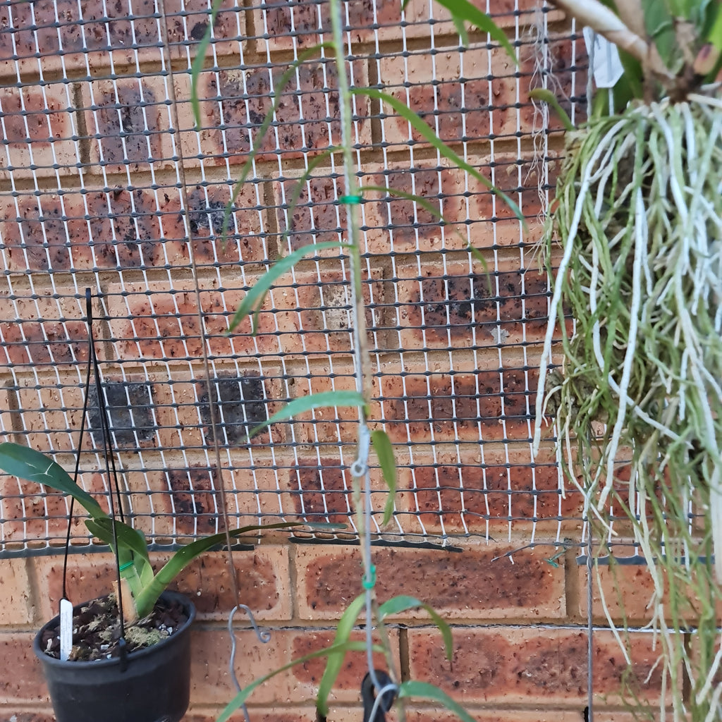 Epidendrum - Oerstedella Schweinfurthiana