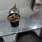 Jewel Orchid (Beautiful Indoor Plant)