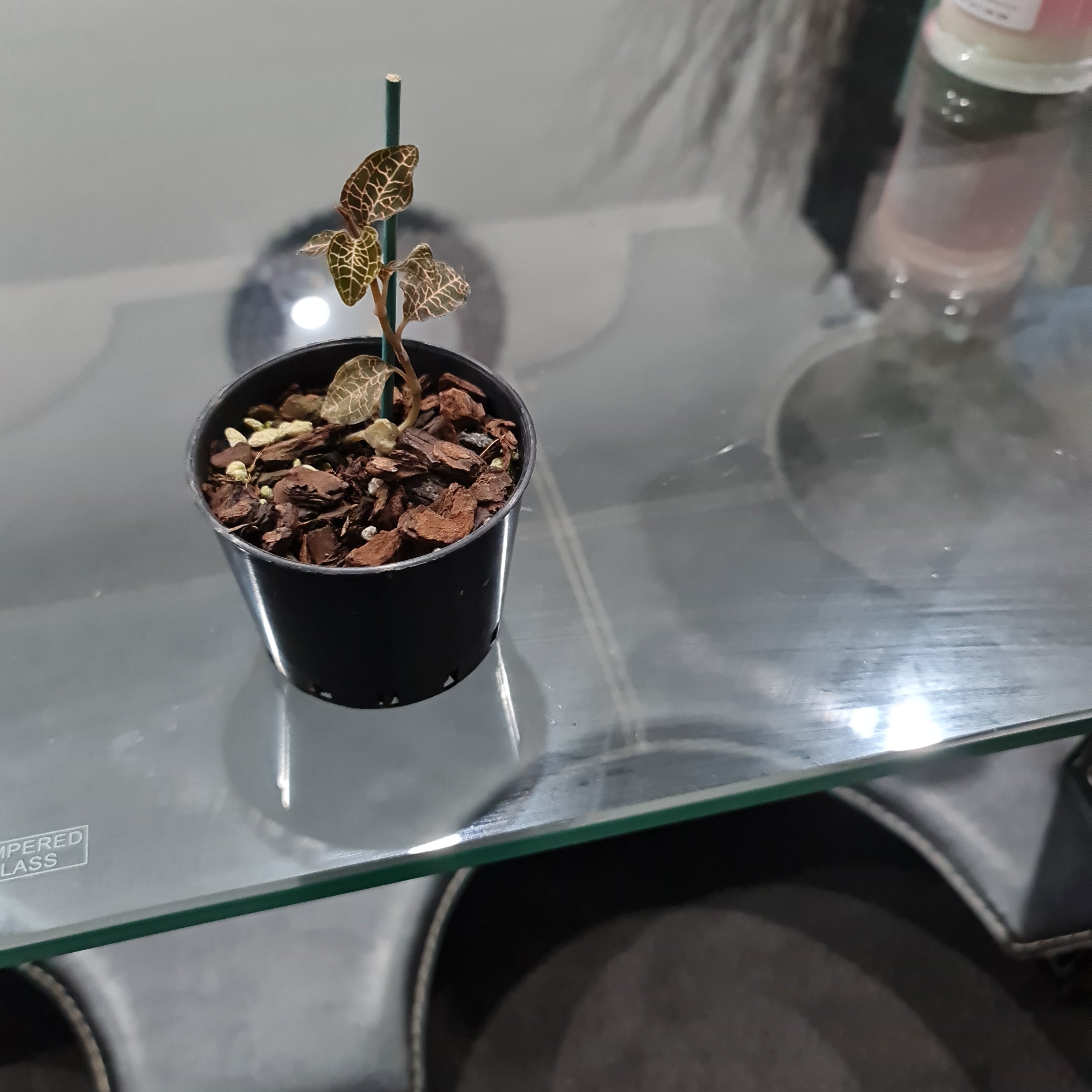 Jewel Orchid (Beautiful Indoor Plant)