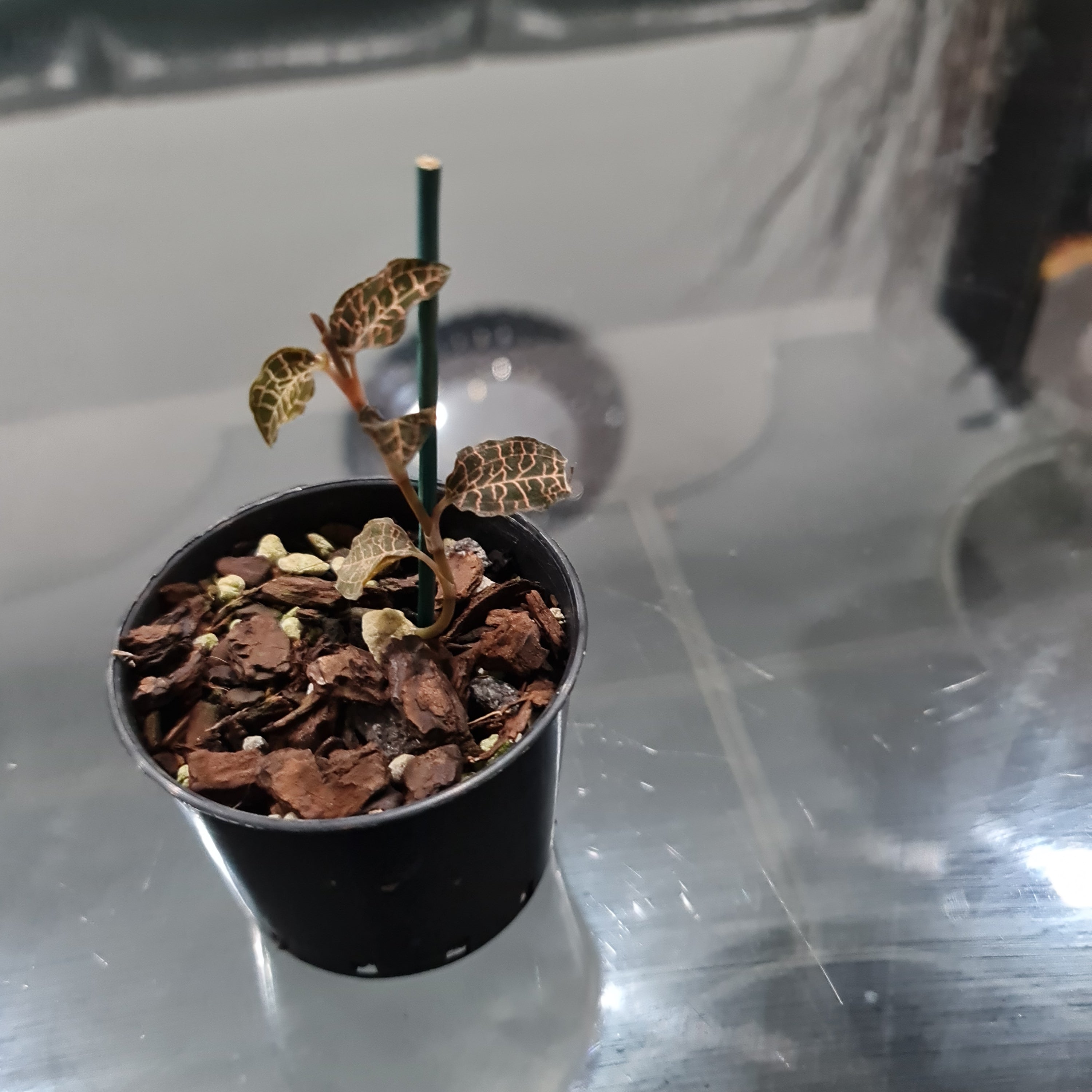 Jewel Orchid (Beautiful Indoor Plant) Secondary image