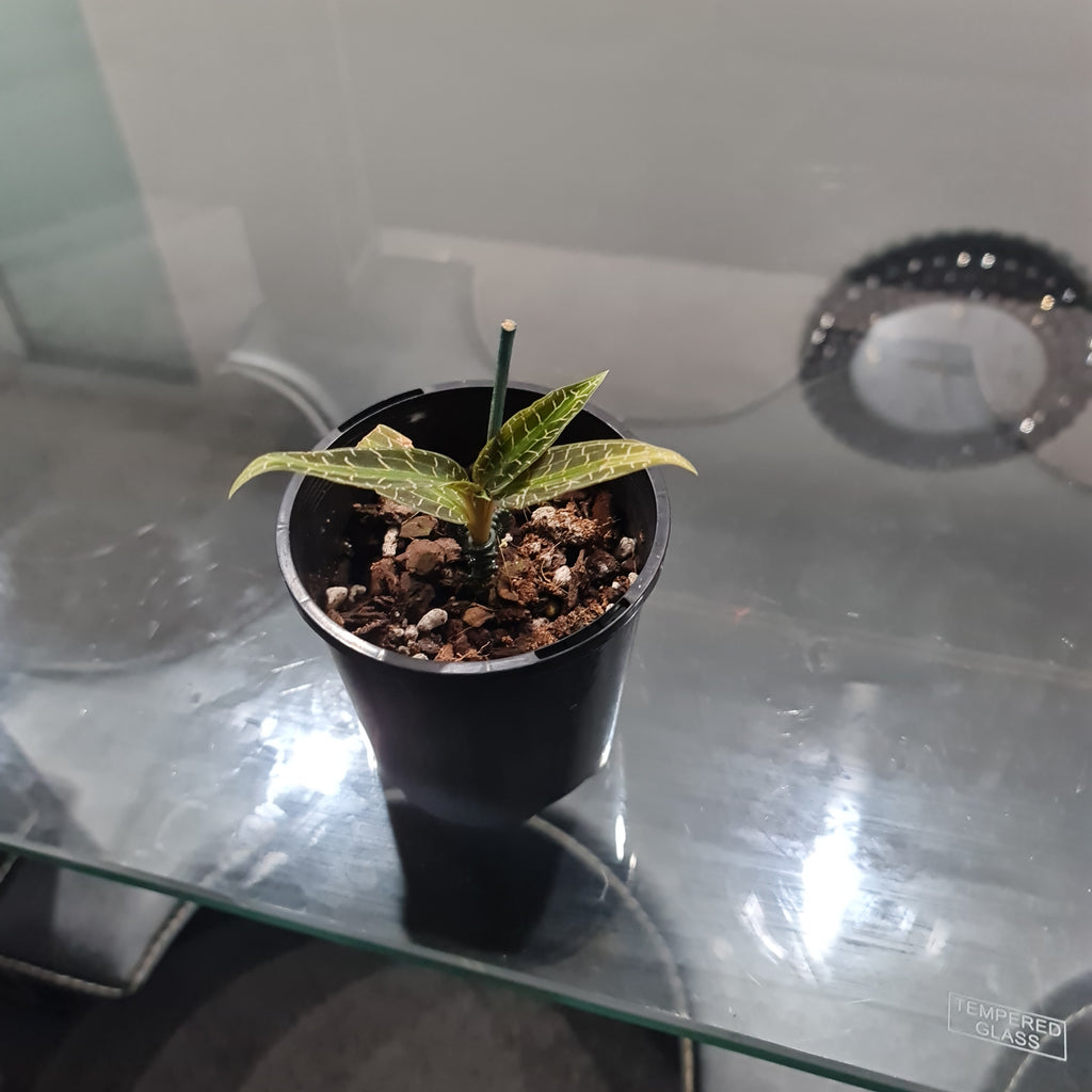 Jewel Orchid